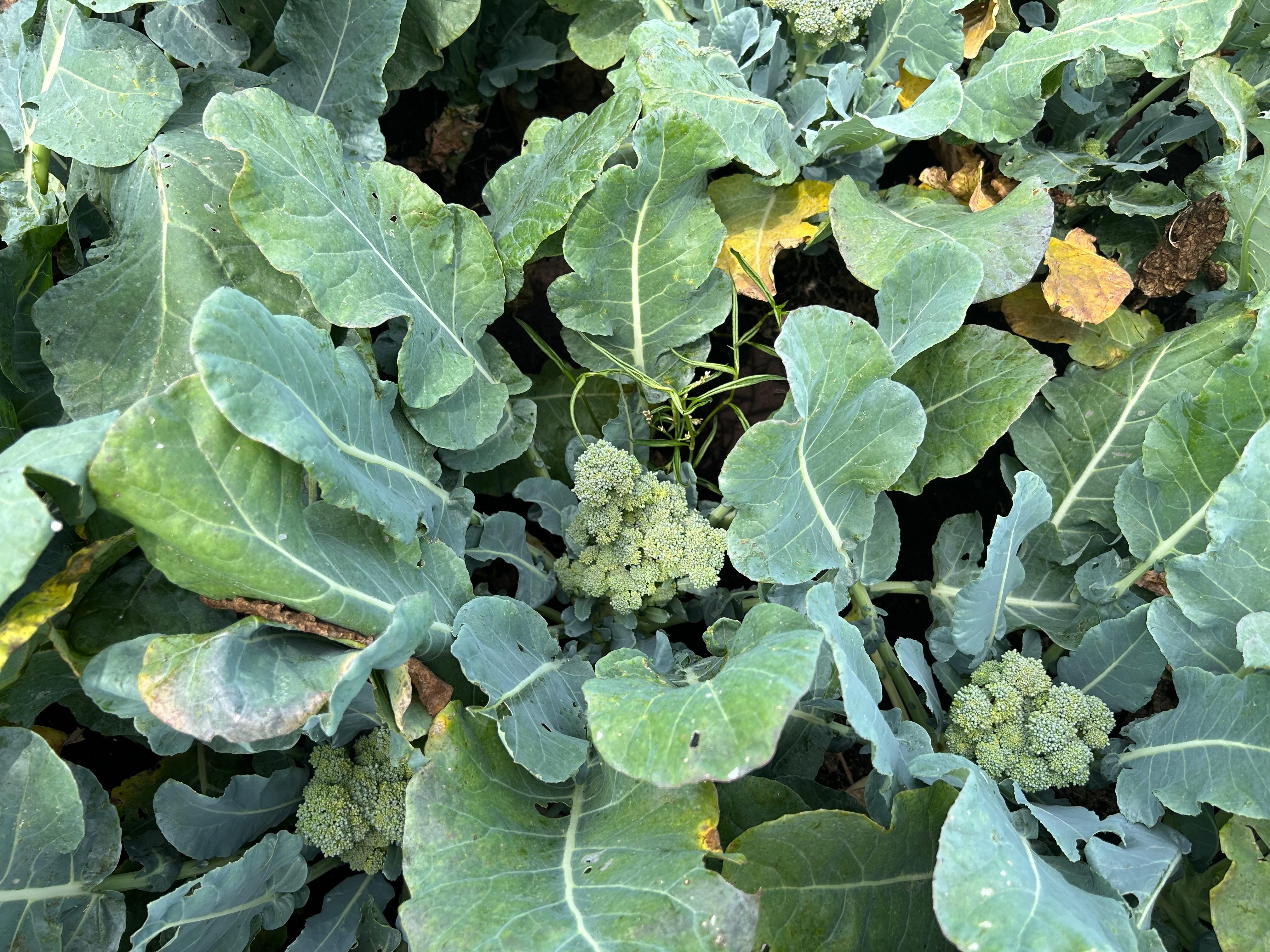 Broccoli in a field with uneven head development.
